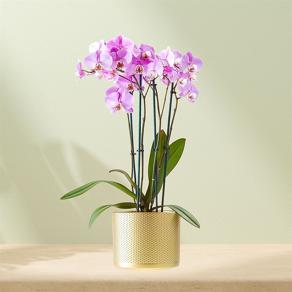 Paarse Orchidee incl. pot