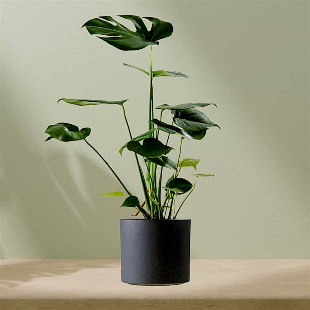 Monstera incl. pot